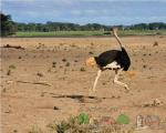 Интересные факты о скорости страуса Средняя скорость страуса км ч