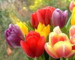 Tafsir Mimpi: Mengapa bermimpi tentang bunga tulip merah?
