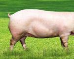 Hvordan bestemme vekten til en gris uten vekt ved målinger
