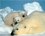 Nationalpark „Russische Arktis“