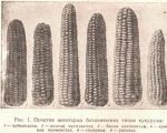 Cultivo de milho - as melhores variedades