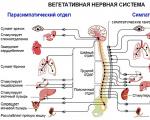 Вегетососудистая дистония у ребенка 1 5