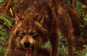 Legenda Quileute - kisah kuno tentang asal usul manusia serigala dan vampir