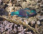 Typer av korallfiskar.  Papegojfisk.  Röda havets ofarliga skönhet äter koraller.  Sjöborrar och sjöstjärnor