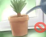 Τα φύλλα Yucca κιτρινίζουν: γιατί και τι να κάνετε;