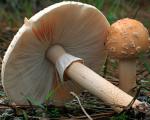 Pilkai rožinė musmirė – Amanita rubescens Grybas panašus į rudąją musmirę