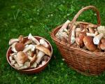 Guia de identificação de cogumelos - Como distinguir cogumelos comestíveis Onde os cogumelos crescem na Chuváchia