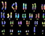 32 kromozom.  İnsan kromozomları.  İnsan kromozom seti